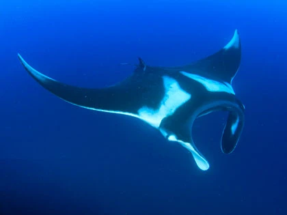 Diving in Hin Daeng