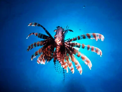 Diving in Khao Lak - photo courtesy of Mike Greenfelder