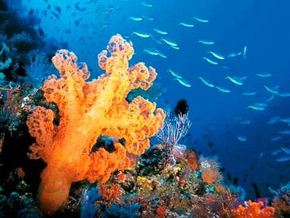 Diving in Koh Samui