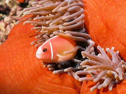 Diving in Koh Tao