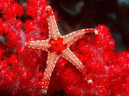 Diving in Krabi