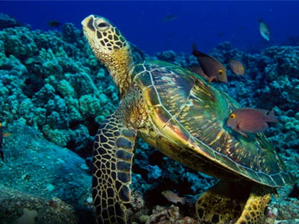 Diving in the Phi Phi Islands
