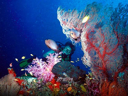 Diving in Phuket - photo courtesy of Marcel Widmer