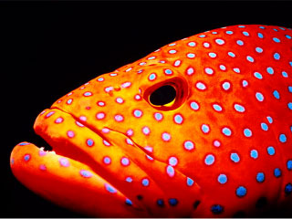 Andaman Sea coral trout - Dive The World Thailand