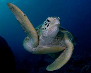 Koh Tao scuba divng with hawksbill turtles - photo courtesy of Eric Madeja