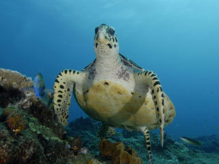 Hawksbill turtles can be seen in Koh Tarutao - photo coutesy of ScubaZoo