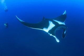 Manta ray at Hin Daeng