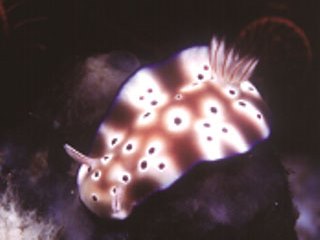Nudibranch at Koh Ha with Dive The World Thailand