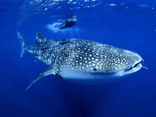 Diving with whale sharks at Richelieu Rock with Dive The World Thailand