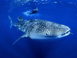 Diving with whale sharks at Richelieu Rock with Dive The World Thailand Diving with whale sharks at Richelieu Rock with Dive The World Thailand