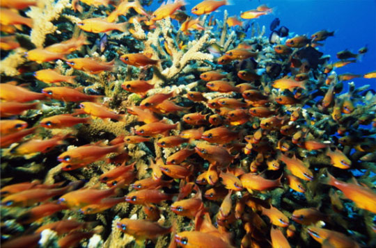 similan scuba diving liveaboards