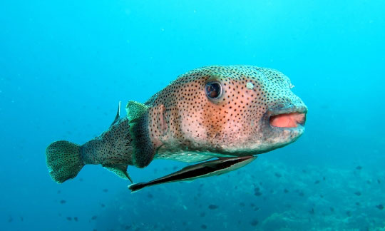 phuket scuba diving resort