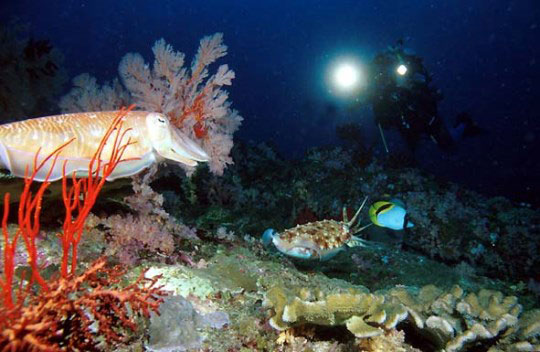 similan scuba diving liveaboards