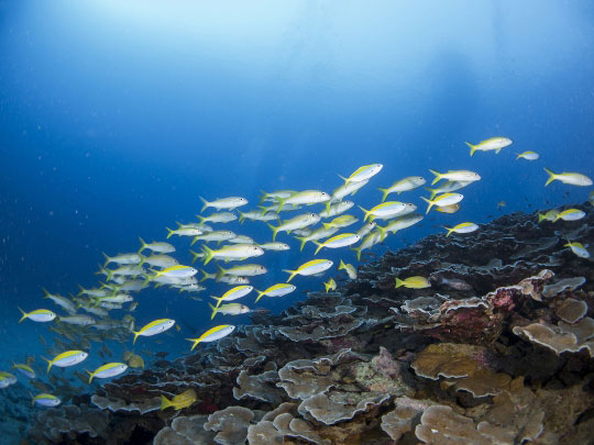 similan scuba diving liveaboards