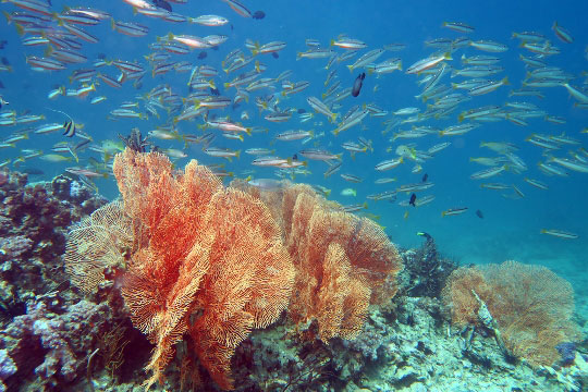 phuket scuba diving resort