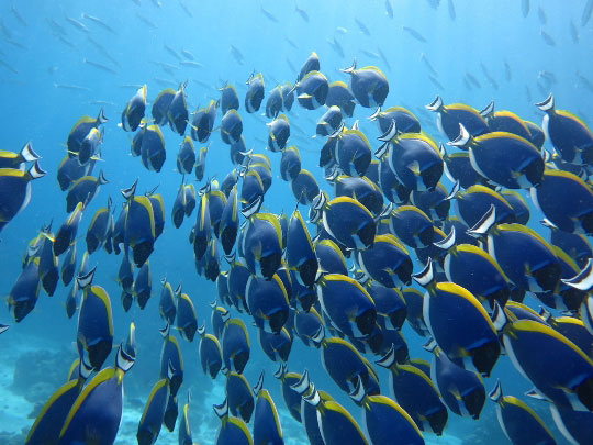 similan scuba diving liveaboards
