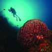 A scuba diver and barrel sponge at Koh Rok