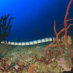 Black and white banded sea snakes are known to visit Tachai's reefs
