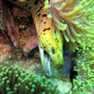 A fimbriated moray eel at home in the reef, Koh Phi Phi