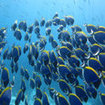 A school of powder blue surgeonfish in the Similan Islands