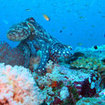 A reef octopus at Koh Rok, Thailand