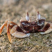 A crab crawls on a rock in the Mergui