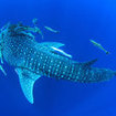 Whale sharks are occasional visitors to Koh Tachai
