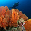 Gorgonian fans dominate the deeper sections of Koh Tachai