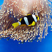 An anemonefish in blue magnificent anemone, Koh Rok