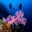 Divers swim by a purple dendronepthya soft coral at Hin Muang