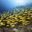 Schooling snappers in Thailand