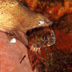 A white eyed moray eel eating a crab in Phi Phi