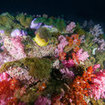 The shallows at Hin Muang are covered in anemones