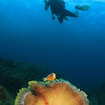 A diver passes over an anemone at Phi Phi