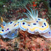 Magically coloured nudibranchs can be found at Thailand's Hin Muang