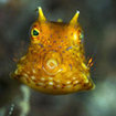 Cute cowfish are encountered at the dive sites of Krabi
