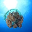 Jellyfish can make superb photographs, Gulf of Thailand