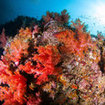 The red soft corals that give Hin Daeng its name