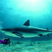 Dive with sharks on the Burma Banks