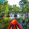 Canoe through the mangroves of Krabi