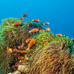 Anemonefish can be found at most of Phuket's dive sites