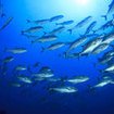 Hunting trevally in the Andaman Sea, Thailand