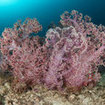 Soft corals are prevalent at Koh Tarutao