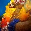 Christmas tree worms can be found on the hard corals of Thailand