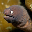A white-eyed moray eel, Krabi