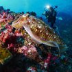 A cuttlefish at Richelieu Rock attracts the attention of a diver