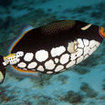 The colourful clown triggerfish, Richelieu Rock