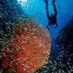 Swimthroughs, gorgonians and glassfish, Phi Phi