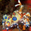 Richelieu Rock has harlequin shrimp for the observant diver