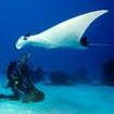 Underwater Naturalist in Thailand